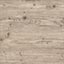 Washington Pine 0226